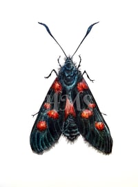 Image 1 of Burnet Moth