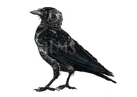 Image 1 of Jackdaw #1