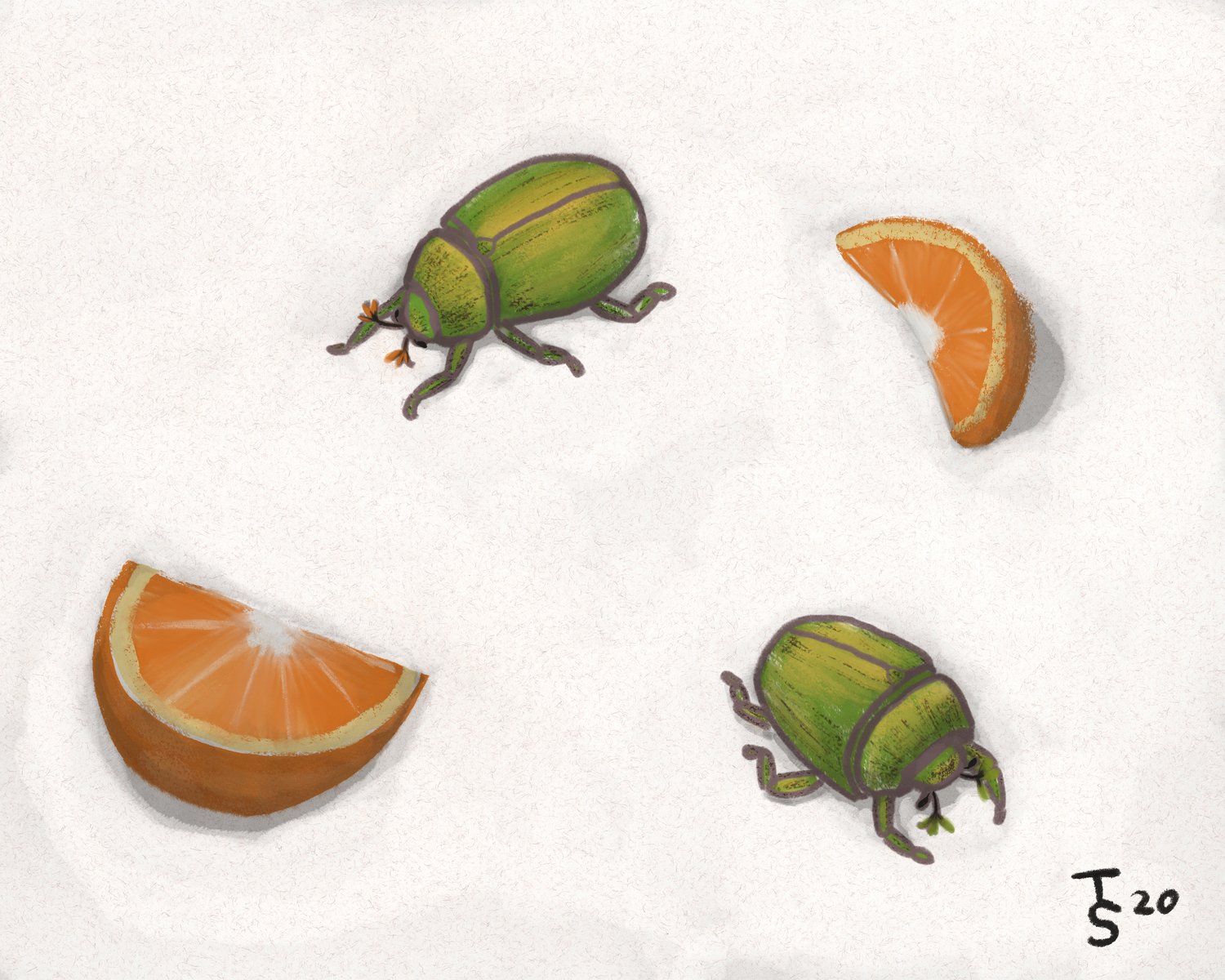 Scarab Squeeze