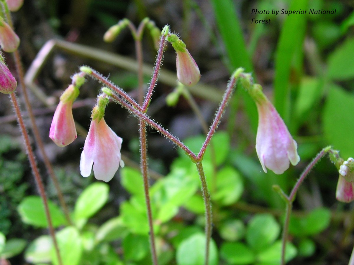 Twinflower : Linnaea borealis | GOOD YEAR FARMS