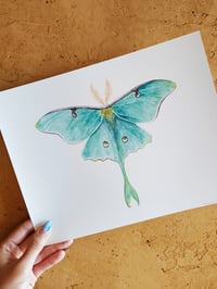 Image 4 of Luna Moth Watercolor Illustration PRINT 