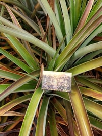 Image 2 of Pineapple Field Survivor patch 