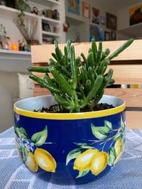 Image 3 of Gollum Jade in Tuscan Lemon Bowl