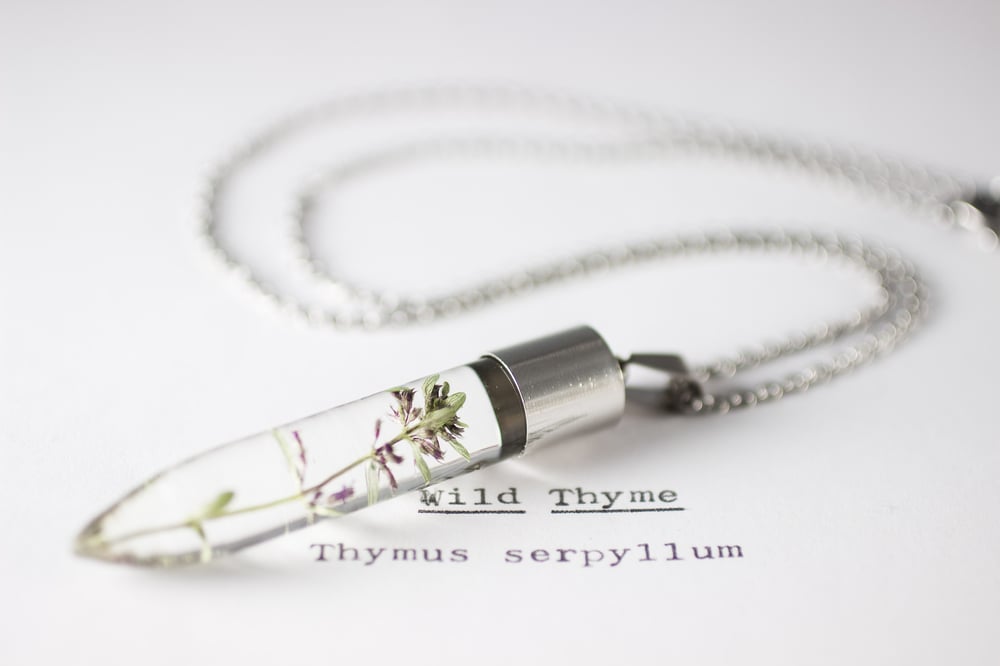 Image of Wild Thyme (Thymus serpyllum) - Medium #2