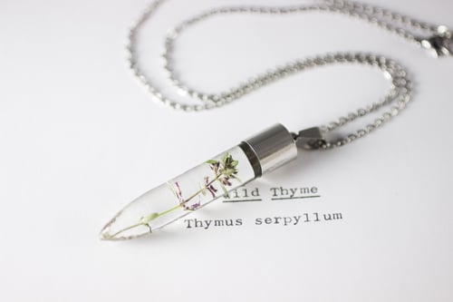 Image of Wild Thyme (Thymus serpyllum) - Medium #2
