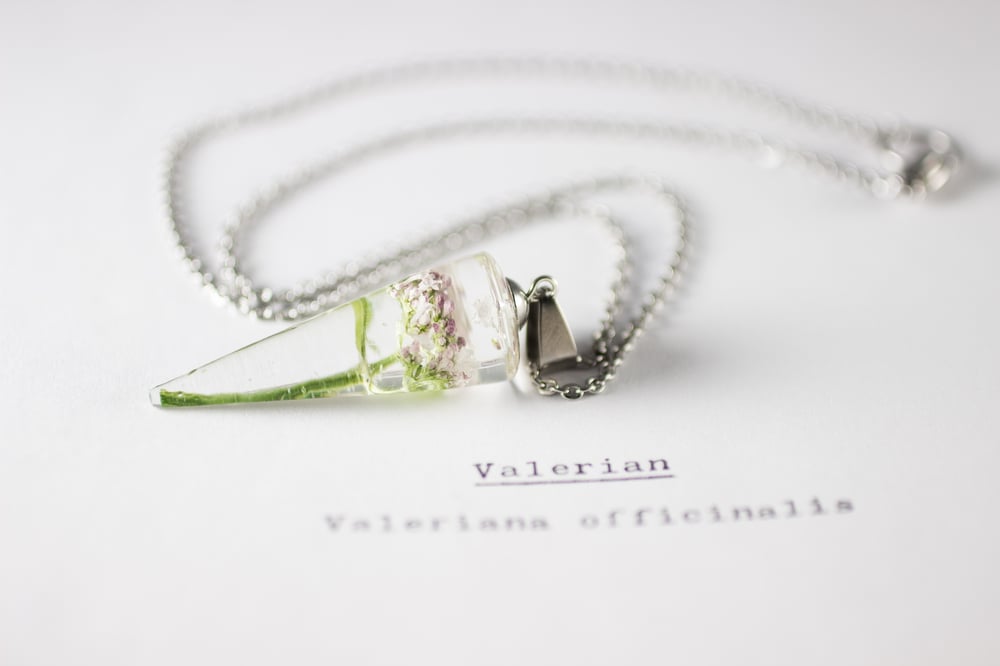 Image of Valerian (Valeriana officinalis) - Conical Pendant #3