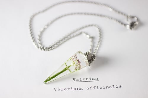 Image of Valerian (Valeriana officinalis) - Conical Pendant #3
