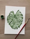 Monstera Deliciosa