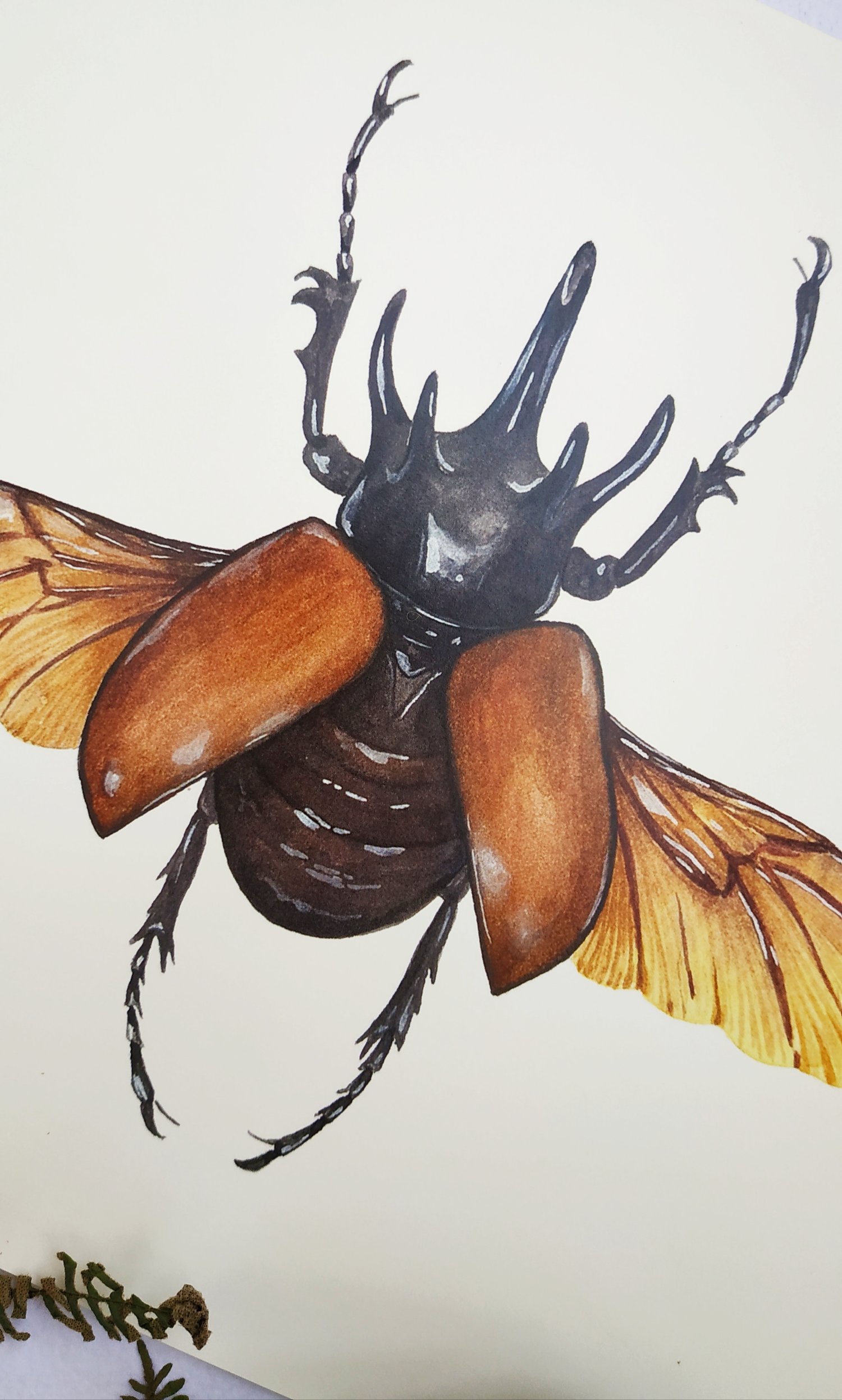 Image of Five Horned Rhino Beetle Watercolor Illustration PRINT 