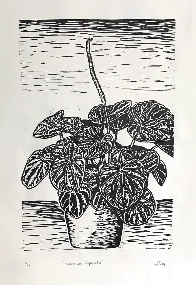 Image of "Peperomia Caperata" 2019