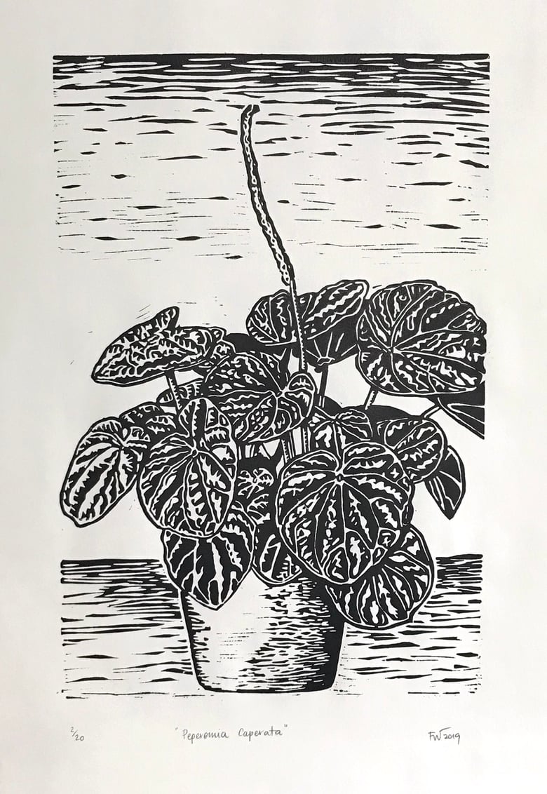 Image of "Peperomia Caperata"  2019