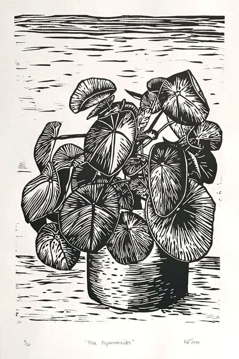 Image of "Pilea Peperomioides"  2019