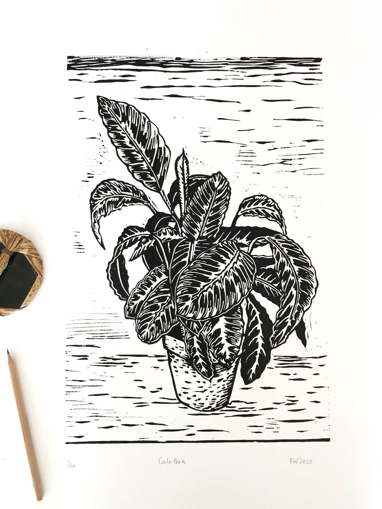 Image of "Calathea Warscewiczii"  2020