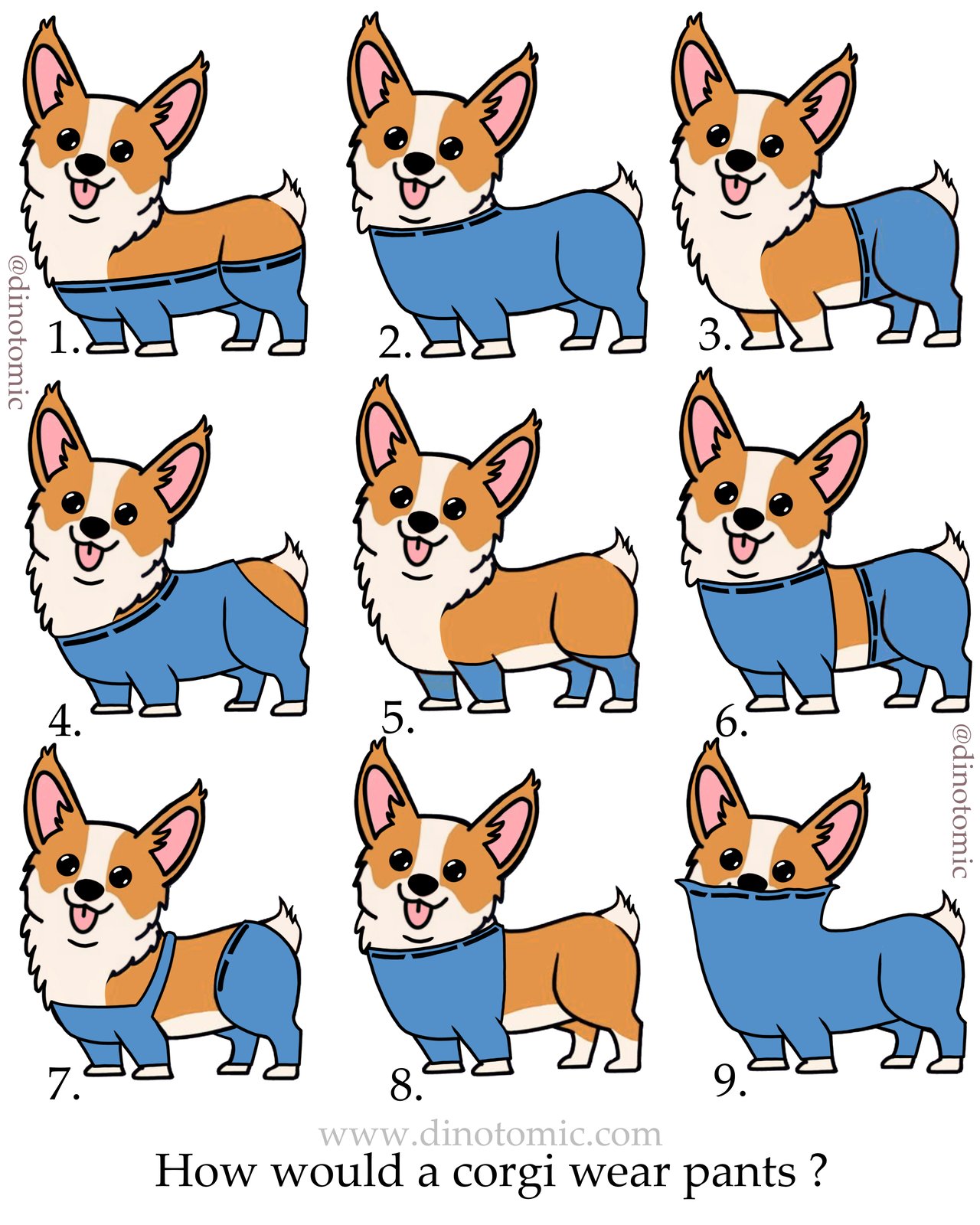 corgi with pants