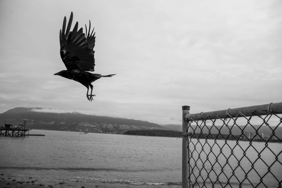 Image of Fence Flight, Vancouver - 12" x 18"