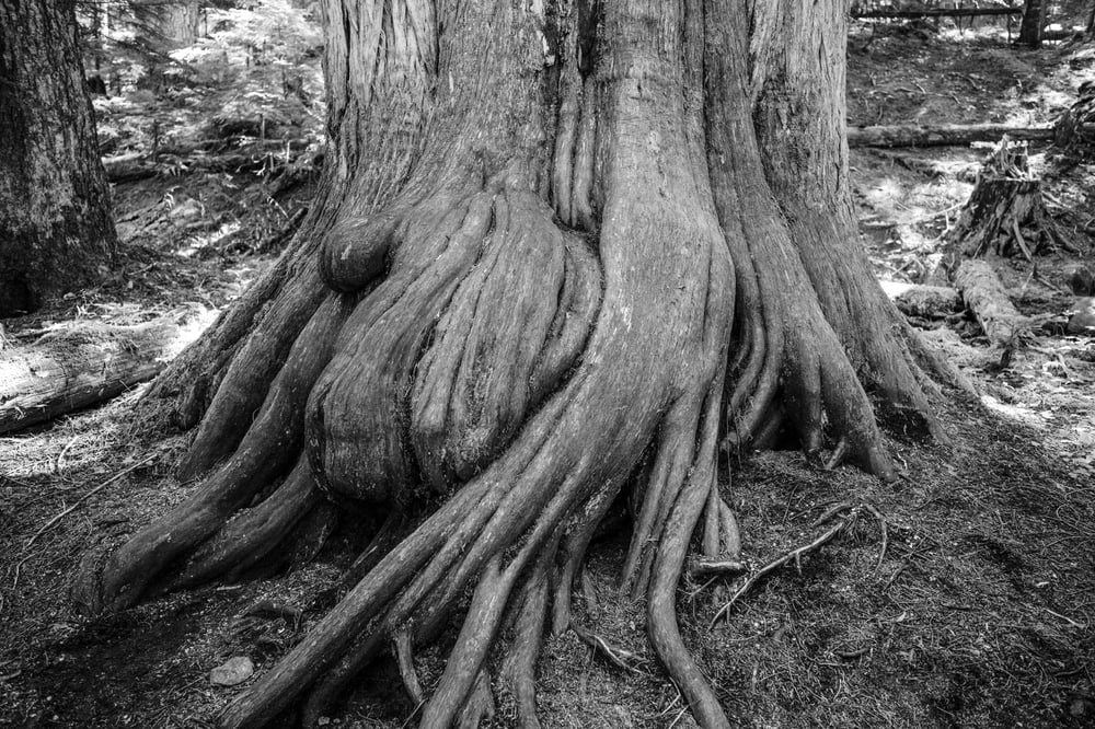 Image of Ancient Roots, British Columbia - 12" x 18"