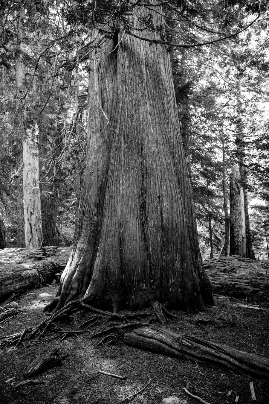 Image of Ancient Forest, British Columbia 