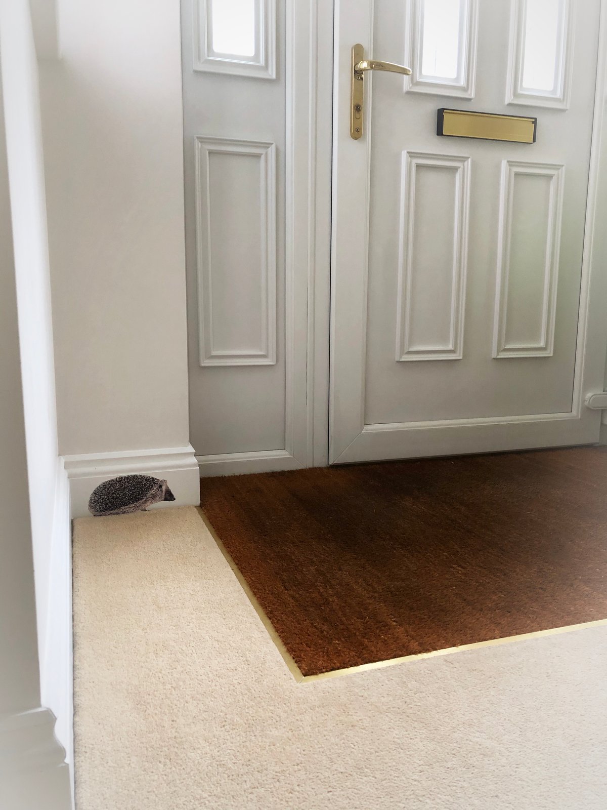 Image of Hobbes the Hedgehog ~ Removable Wall sticker