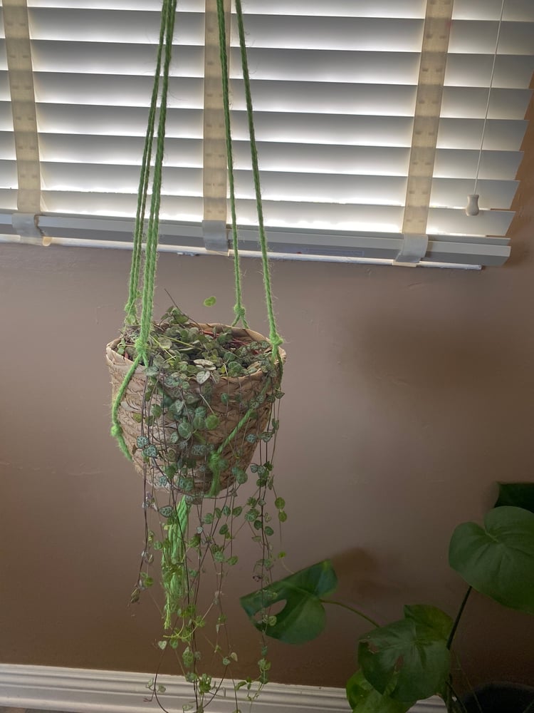 Image of Avocado Green jute