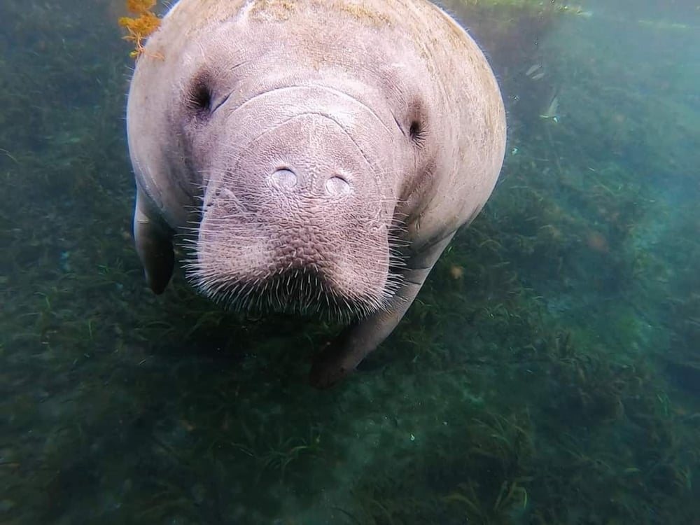 Image of Kayak Rentals  / Tour guide 🛶