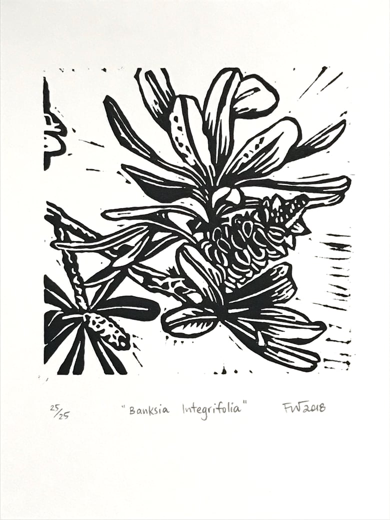 Image of "Banksia Integrifolia"  2018