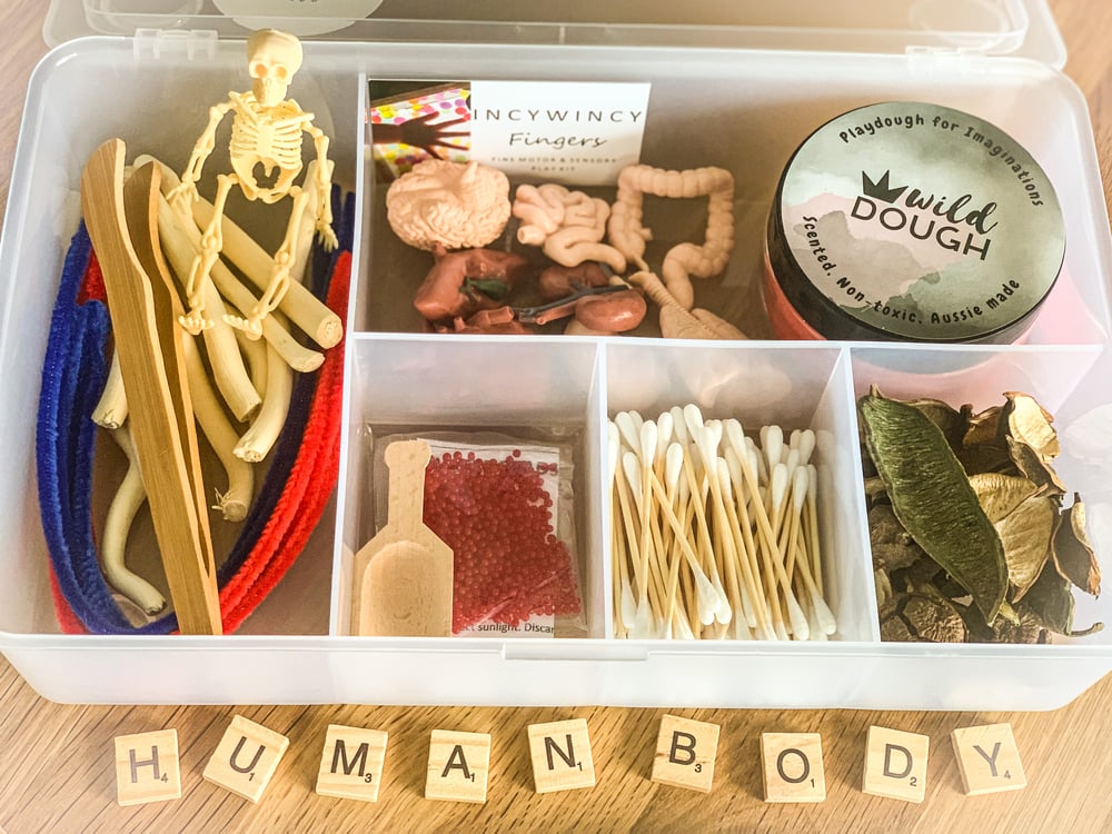 Image of Human Body Playdough Play kit