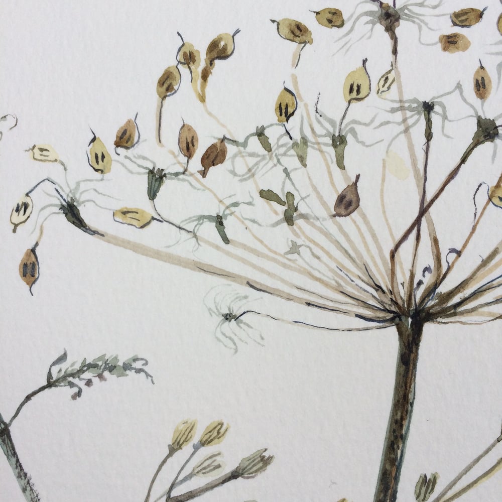 Image of Autumn Seedhead 