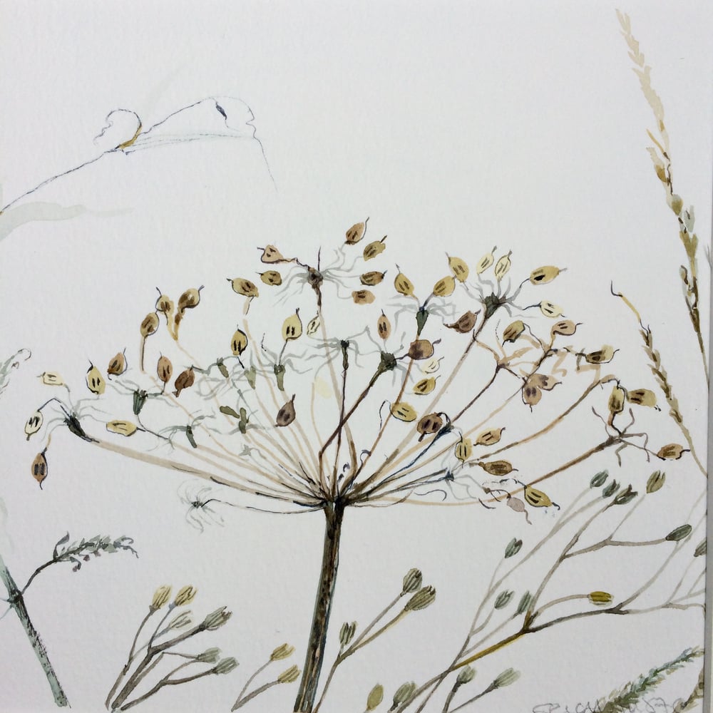 Image of Autumn Seedhead 