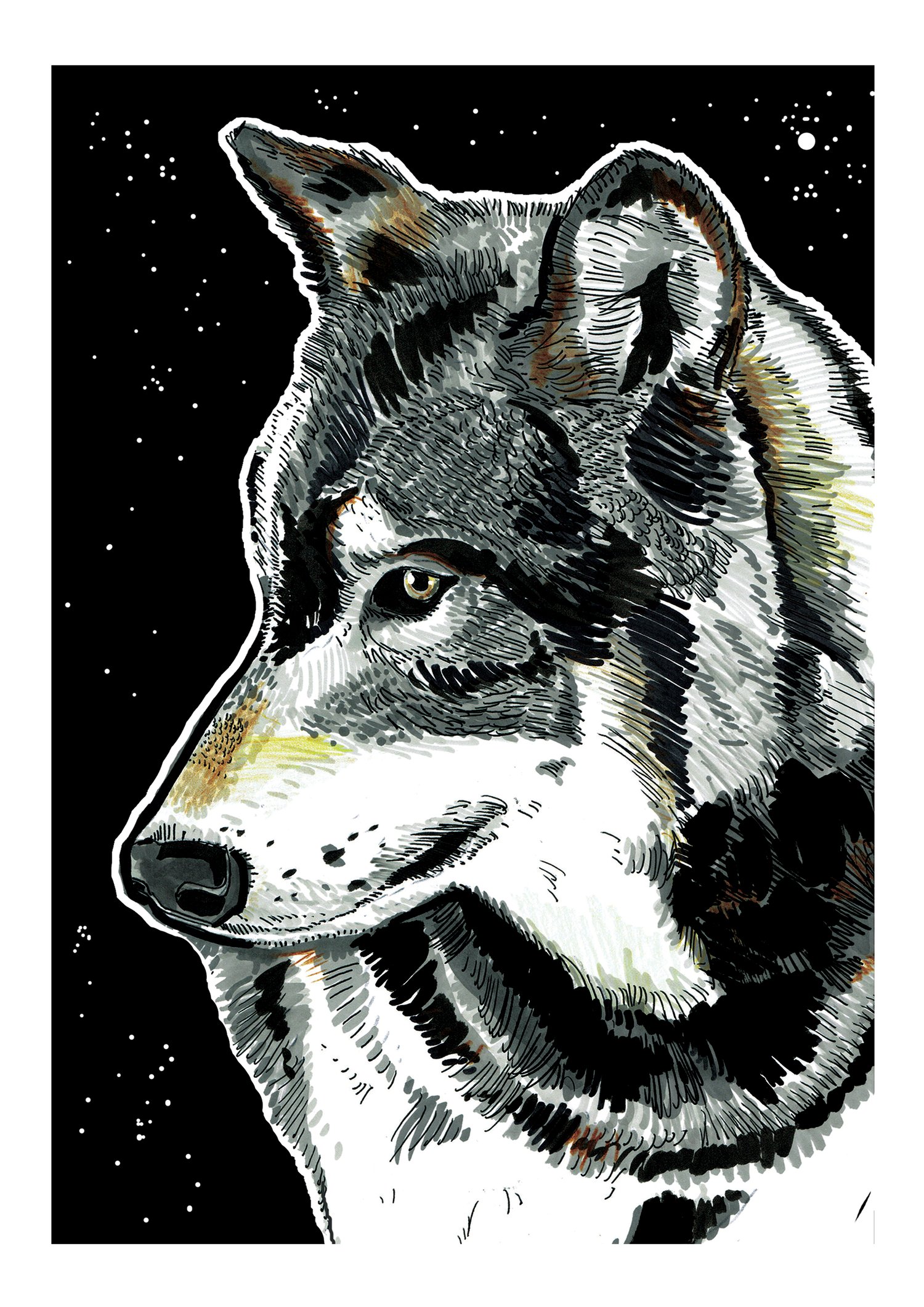 Image of Wolf At Night Art Print Signed A3 Size (16" x 12")