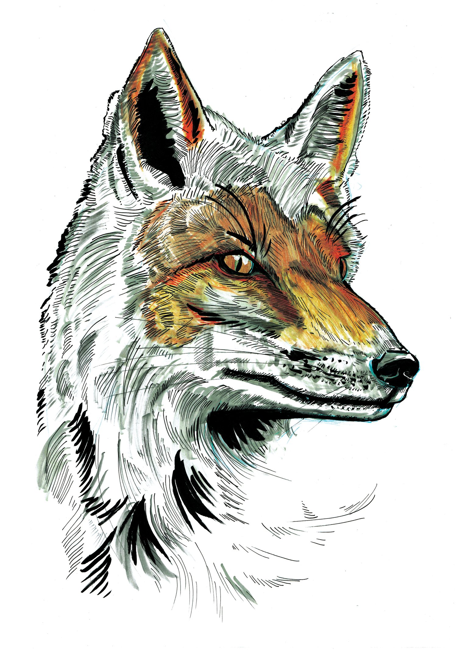 Image of Snow Fox Art Print Signed A3 Size (16" x 12")