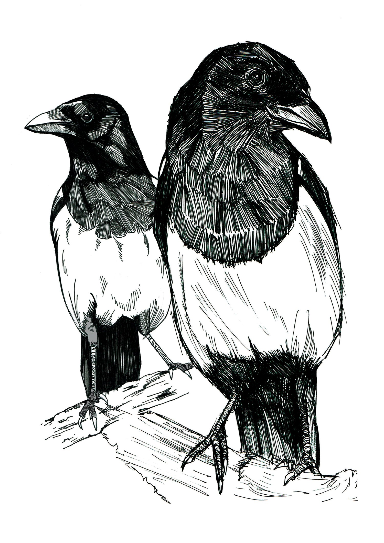 Image of Two Magpies Art Print Signed A4 Size (12" x 8")