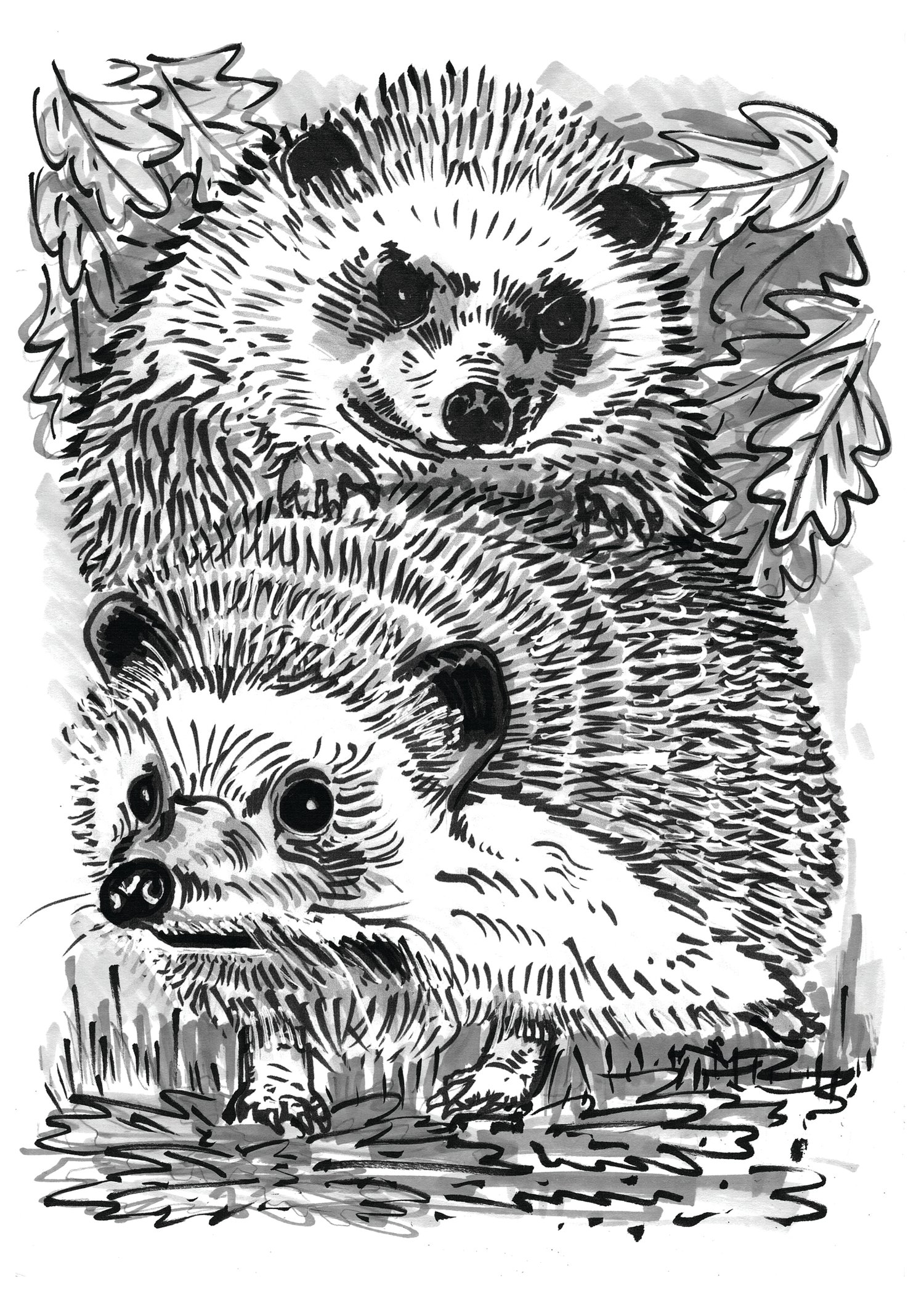 Image of Two Hedgehogs Art Print Signed A4 Size (12" x 8")