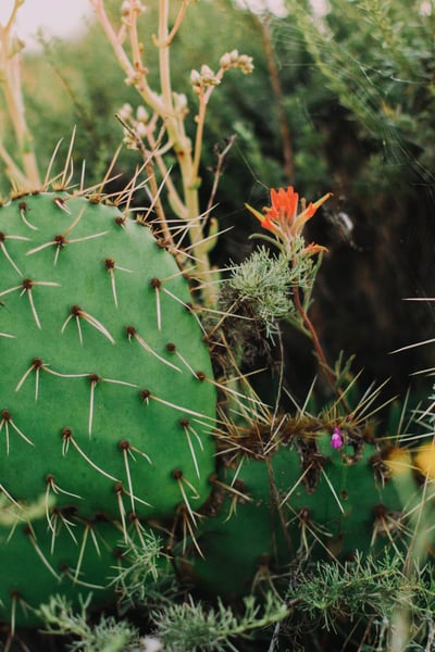 Image of Nopales