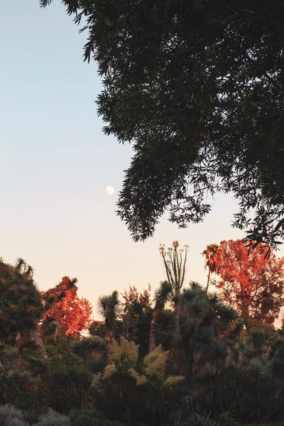 Image of Luna
