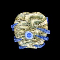 Image 2 of XL. Dark Streaky Blue Crab - Flamework Glass Sculpture Bead