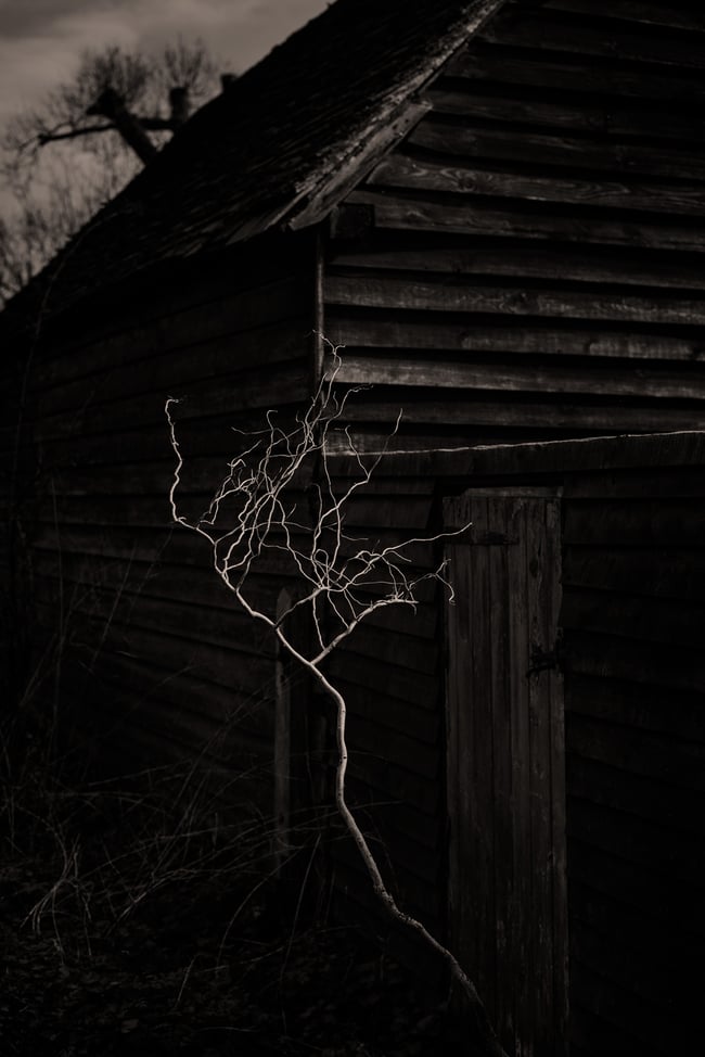 Close to Home - 4 (Dead Tree Sapling, Ryersh Lane)