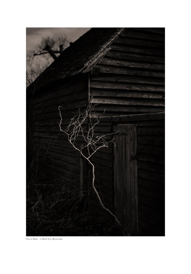 Close to Home - 4 (Dead Tree Sapling, Ryersh Lane)