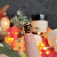 Image 1 of Micro Acorn Baby