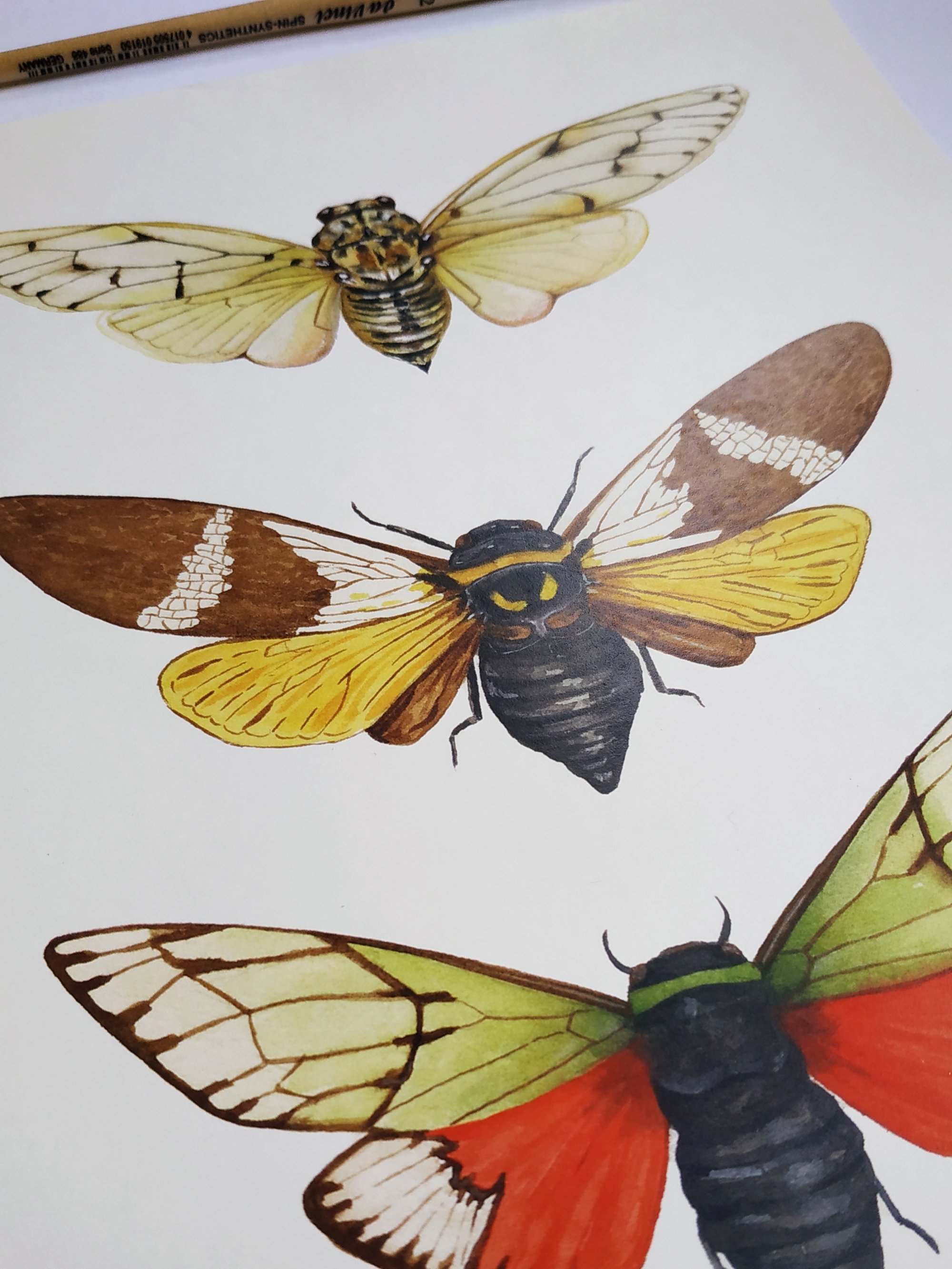Insect Print of Cicada Watercolor Illustration, Pinned Insects Display ...