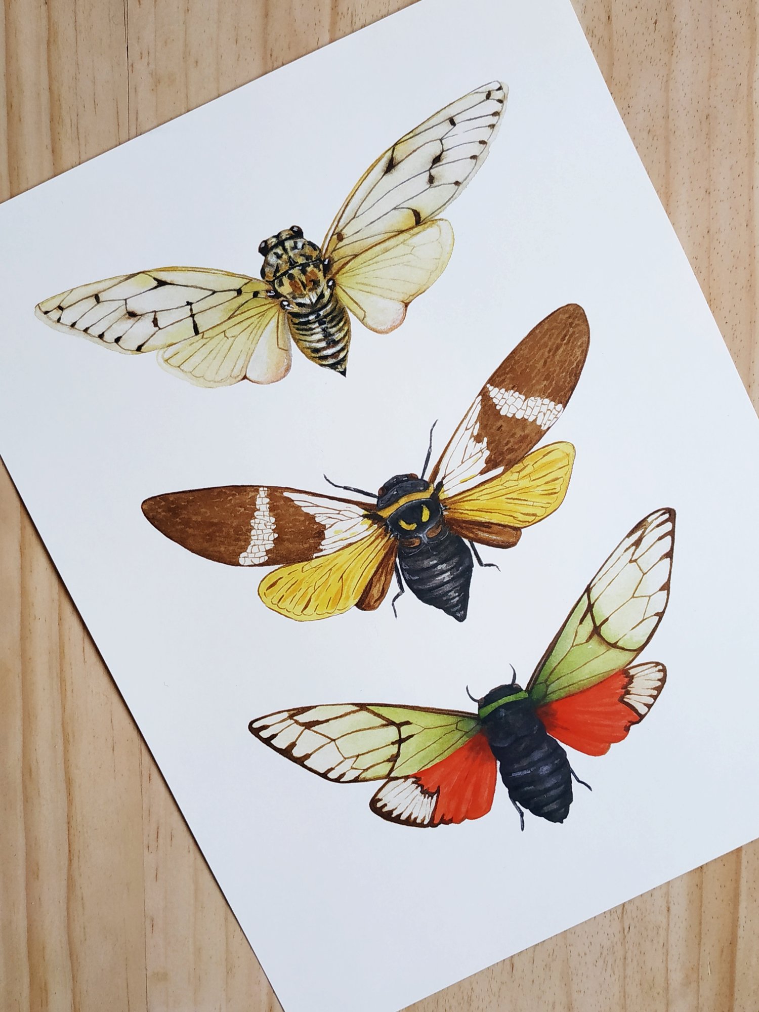 Image of Cicada Study Watercolor Illustration PRINT 