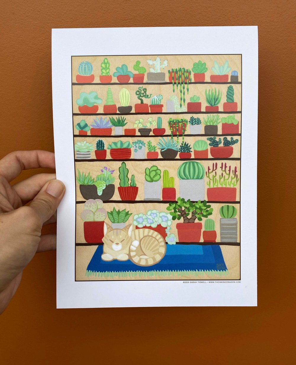 Image of The Succulent Collector