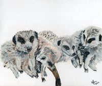 A gang of Meerkats
