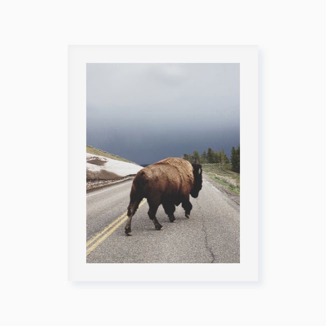 Bison Kevin Russ Giclée Fine Art Print