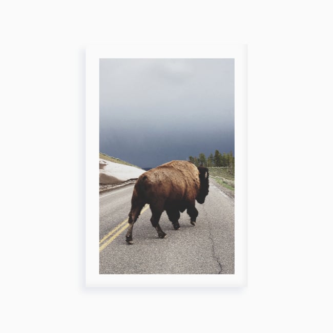 Bison Kevin Russ Giclée Fine Art Print