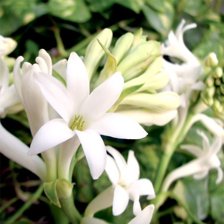 Image of Gardenia Tuberose