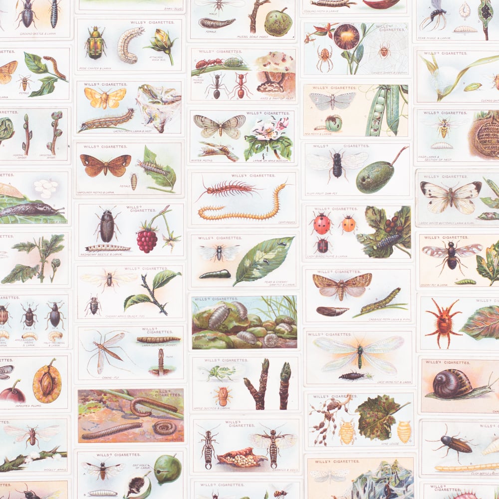 Image of Garden Life Cigarette Cards - Set of 8