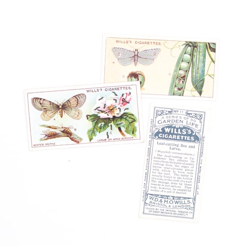Image of Garden Life Cigarette Cards - Set of 8