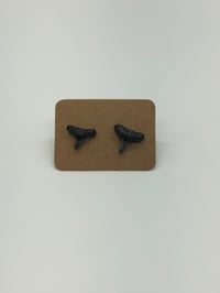 Shark Tooth Post Earrings