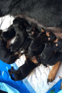 GG's Litter (German Rottweilers)