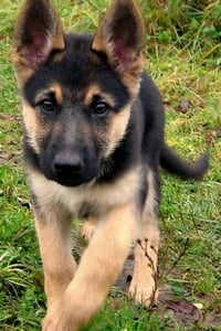 Takaya's Litter (German Shepherd)